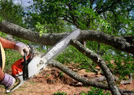 Best Tree Risk Assessment  in Denver, IA